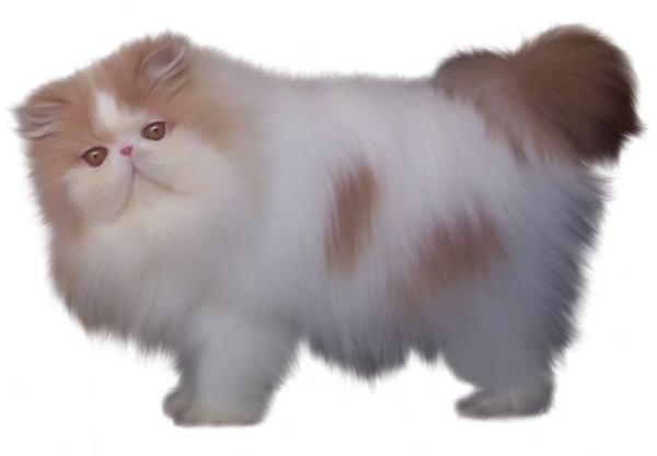 Котик на прозрачном фоне