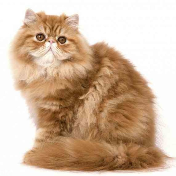 Британская длинношёрстная кошка рыжая