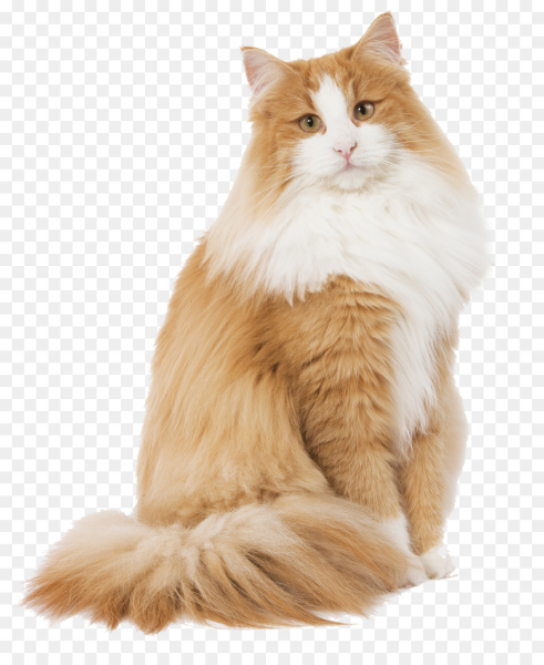 Норвежский Лесной кот рыжий