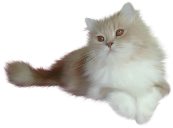 Кошка на белом фоне