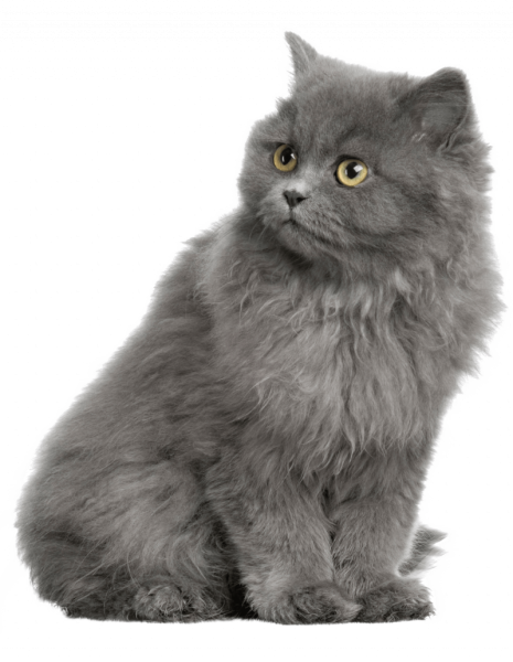 Длинношерстный британец кот серый