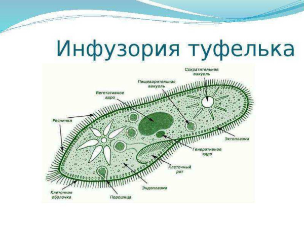 Инфузория туфелька схема строения