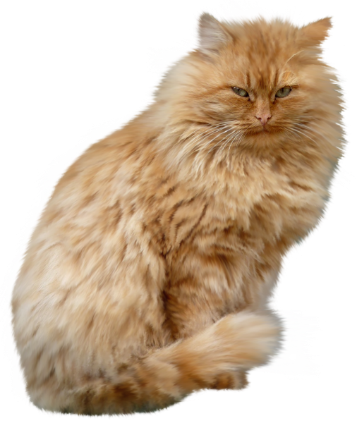 Кимрик кошка