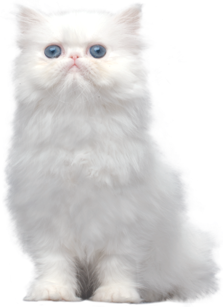 Турецкая ангора кошка