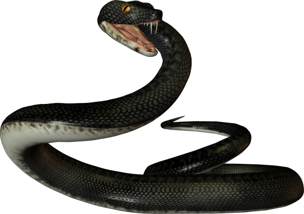 Гадюка Никольского (Vipera nikolskii)