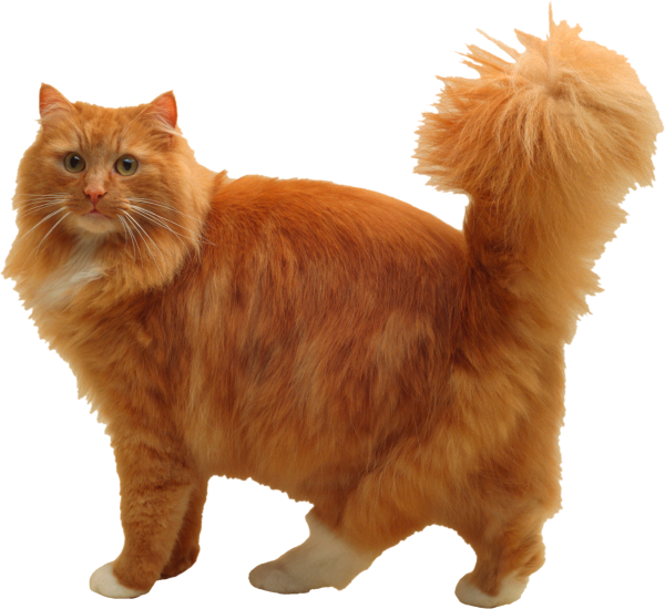 Рыжий кот