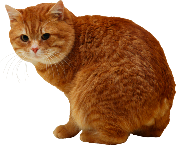 Кошка на прозрачном фоне