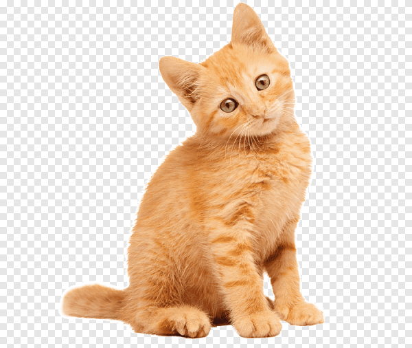 Рыжий кот