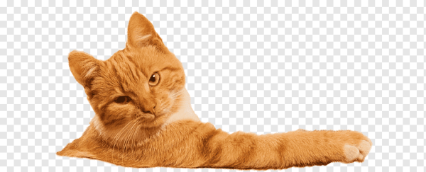 Кошка на белом фоне