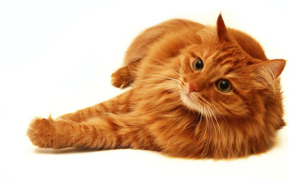 Рыжая кошка
