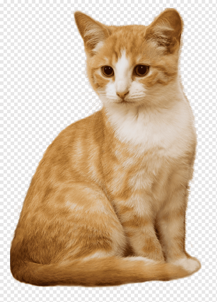 Сидячая кошка