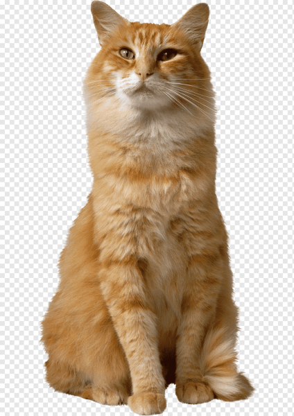 Кошка без фона
