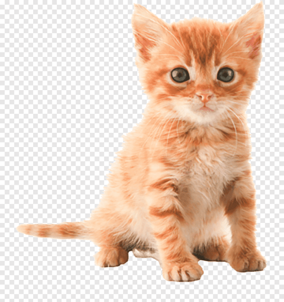 Рыжий котёнок