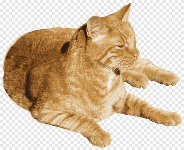 Кошка на белом фоне