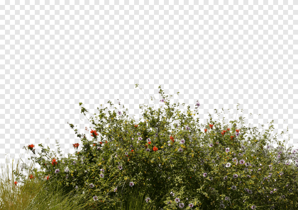Кусты для фотошопа