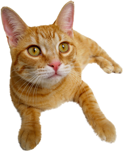 Кот на прозрачном фоне
